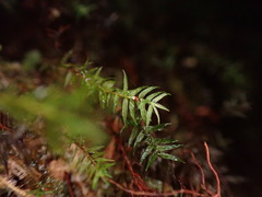 Bartramiopsis lescurii