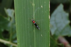 Paederus signaticornis