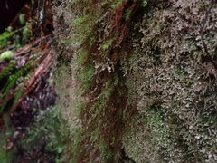 Bartramiopsis lescurii