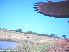 Buteogallus meridionalis