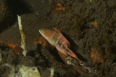 Oxycheilinus bimaculatus