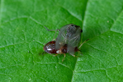 Anthocoris nemorum