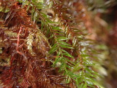 Bartramiopsis lescurii