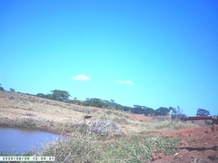 Buteogallus meridionalis