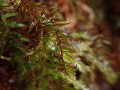 Bartramiopsis lescurii