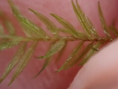 Bartramiopsis lescurii