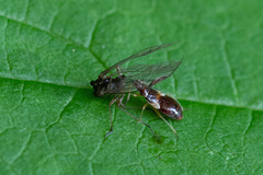 Anthocoris nemorum