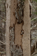 Biscogniauxia atropunctata