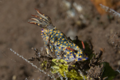 Hypselodoris