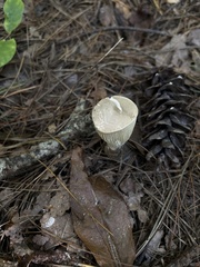 Ampulloclitocybe