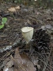 Ampulloclitocybe
