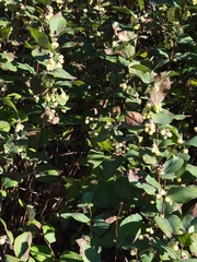 Symphoricarpos occidentalis