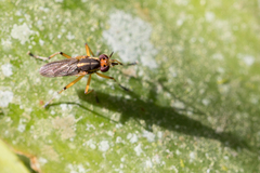 Thecomyia