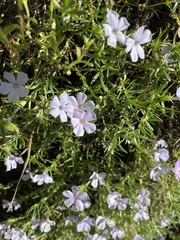 Phlox diffusa