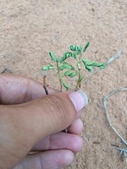 Phyllanthus abnormis