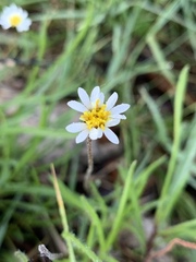 Tridax coronopifolia