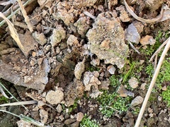 Riccia huebeneriana