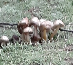Stropharia rugosoannulata