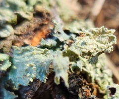 Ramalina sinensis
