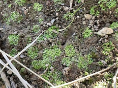 Riccia huebeneriana