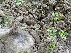 Riccia huebeneriana