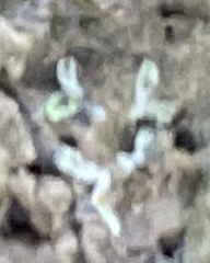Riccia huebeneriana