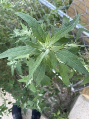 Chenopodium