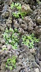 Riccia huebeneriana