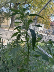 Chenopodium