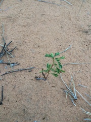 Phyllanthus abnormis