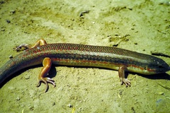 Eumeces schneiderii princeps