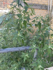 Chenopodium