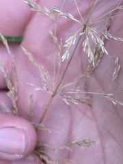 Agrostis stolonifera