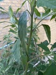 Chenopodium