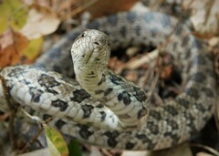 Lampropeltis calligaster