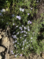Phlox diffusa