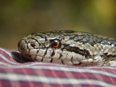Lampropeltis calligaster