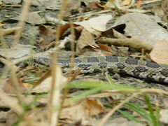 Lampropeltis calligaster