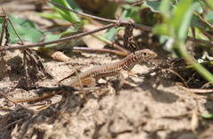 Latastia longicaudata