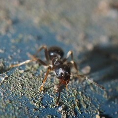 Lasius americanus