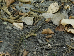 Lampropeltis calligaster