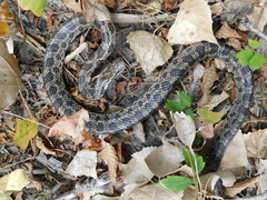 Lampropeltis calligaster