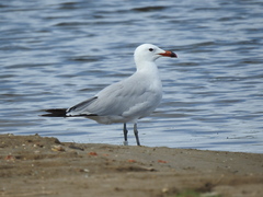 Ichthyaetus audouinii