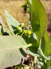 Gomphocarpus glaucophyllus