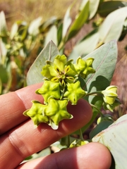 Gomphocarpus glaucophyllus