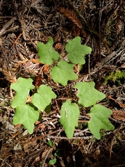 Vancouveria hexandra