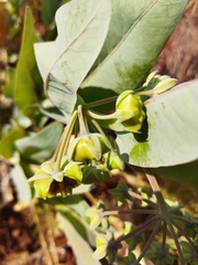 Gomphocarpus glaucophyllus