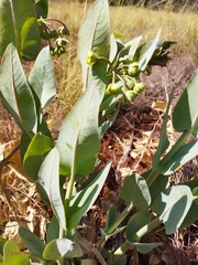 Gomphocarpus glaucophyllus