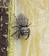 Phidippus mystaceus