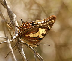 Charaxes sempronius